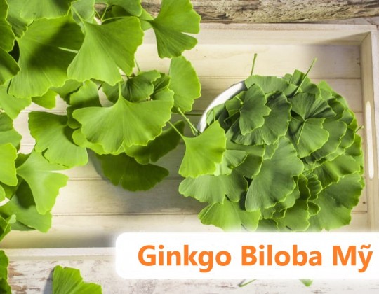 Ginkgo Biloba 120mg Mỹ loại nào tốt?