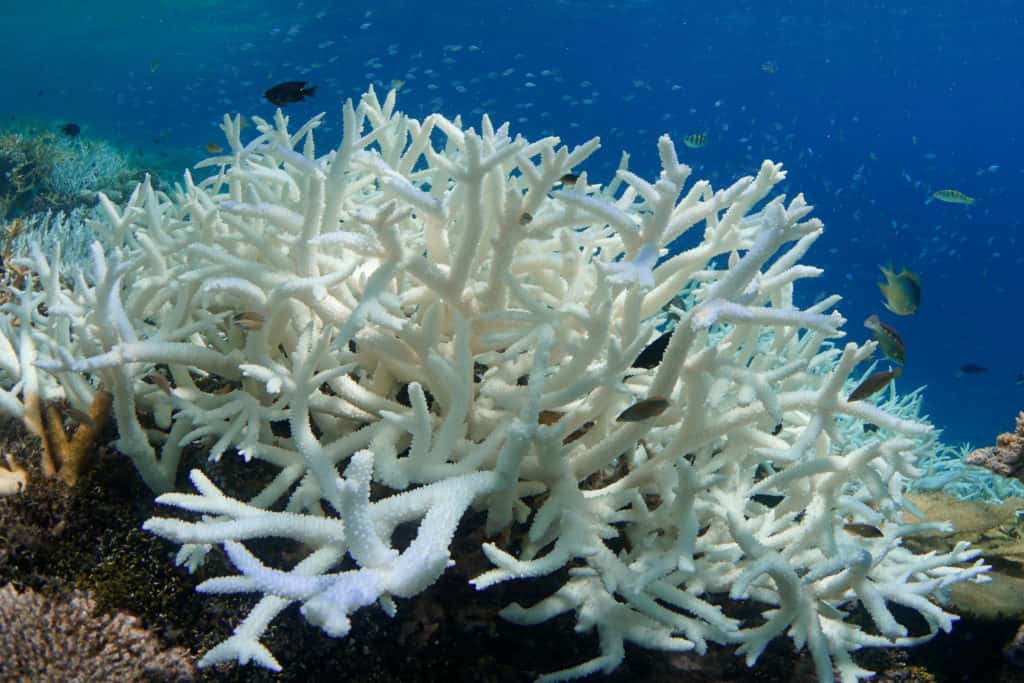Coral Calcium - Canxi từ san hô biển