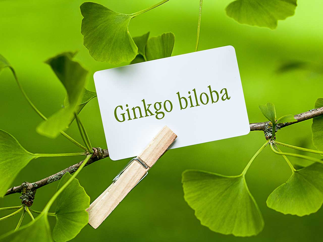 giá bán Ginkgo Biloba