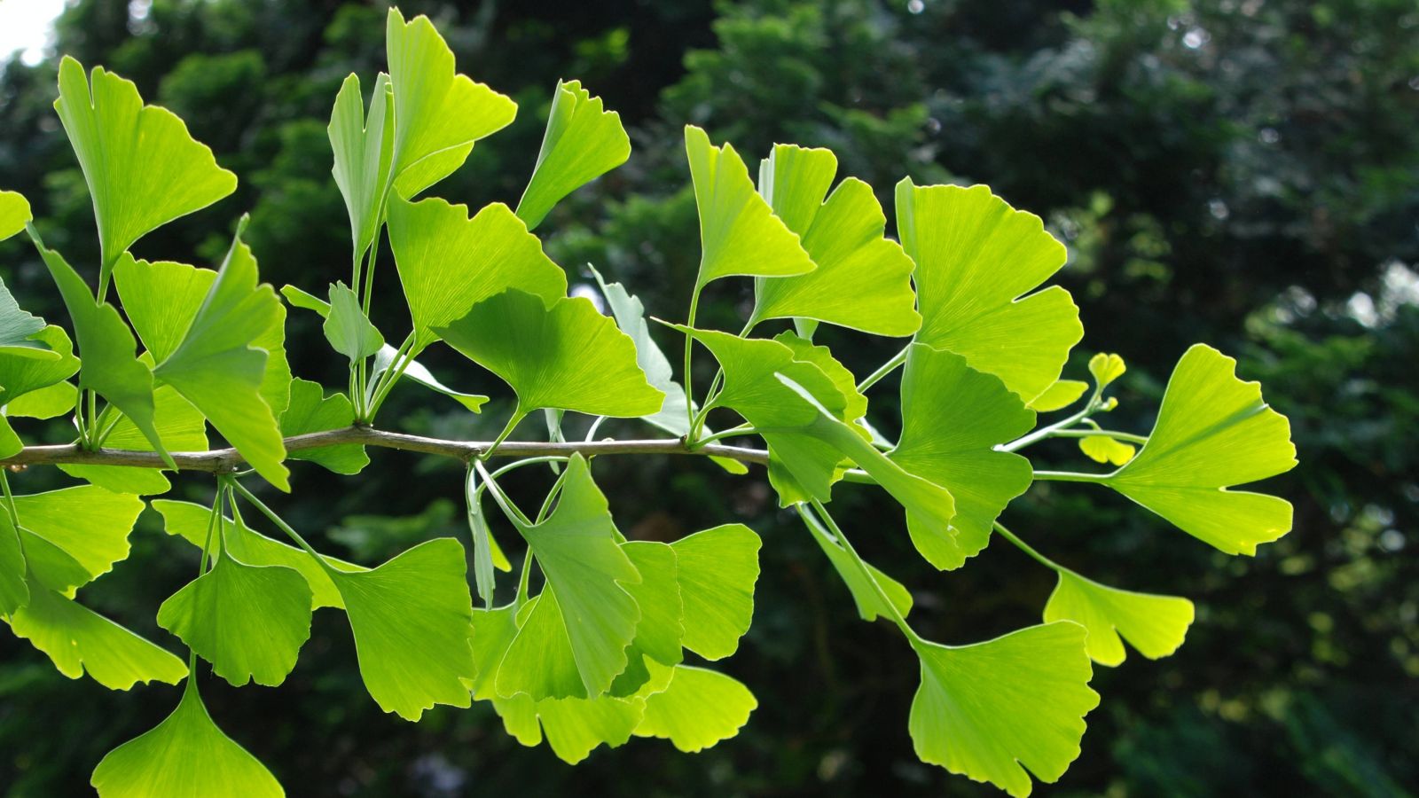 Ginkgo biloba