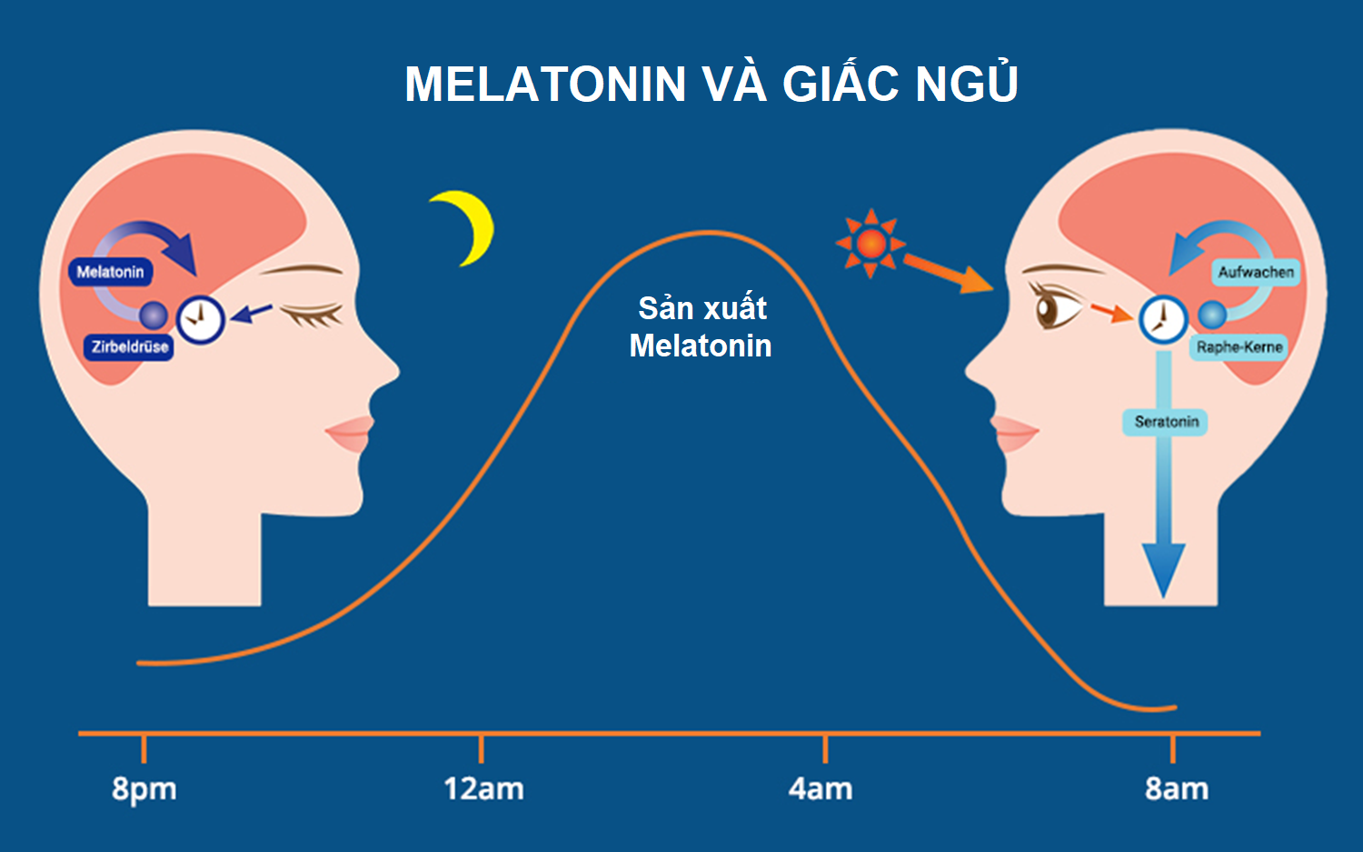Melatonin đóng vai trò quan trọng trong việc điều khiển chu kỳ thức – ngủ