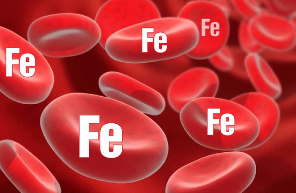 Sắt là thành phần tham gia trực tiếp trình tổng hợp hemoglobin và myoglobin, quá trình tạo máu và có trong thành phần của tế bào hồng cầu