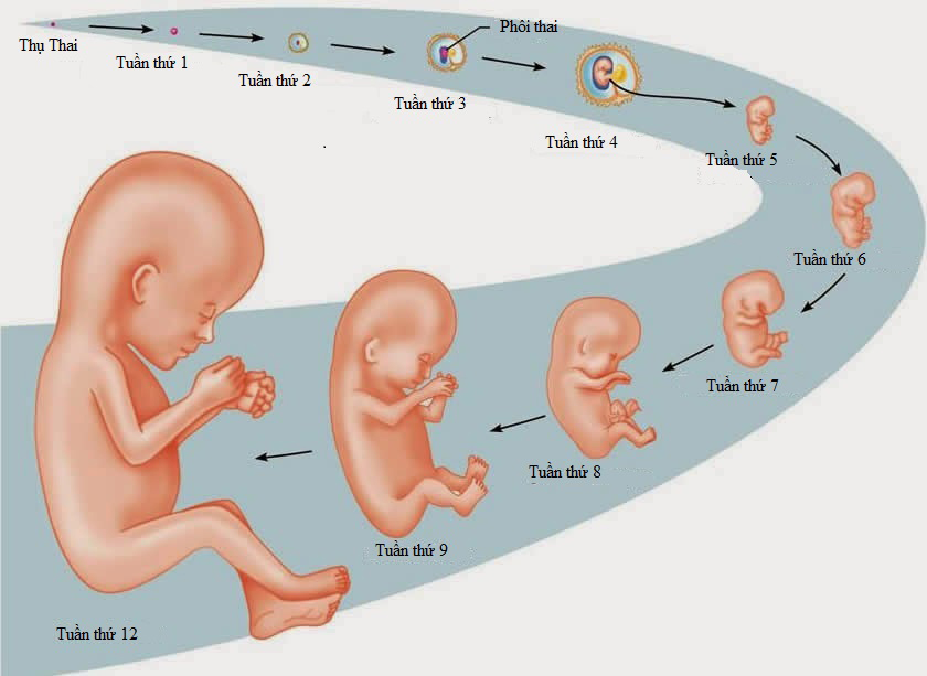 Sự phát triển của thai nhi 3 tháng đầu
