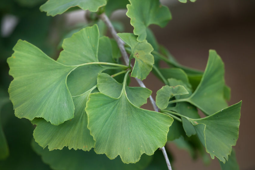 tác dụng của thuốc Ginkgo Biloba là gì?