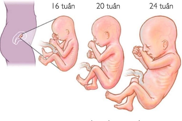 Sự phát triển của thai nhi 3 tháng giữa