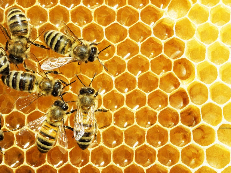 Mật ong - Thực phẩm trị mất ngủ