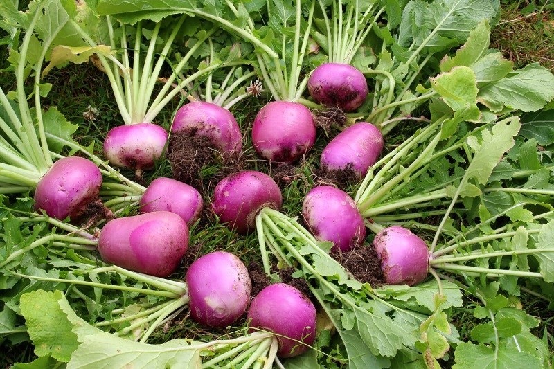  1 phần ăn 100g củ cải turnip bạn có thể cung cấp cho cơ thể 190mg canxi