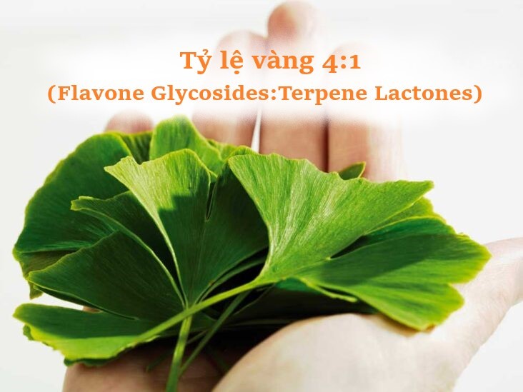  Công thức vàng được ẩn chứa trong Viên uống bổ não Ginkgo Biloba 120mg